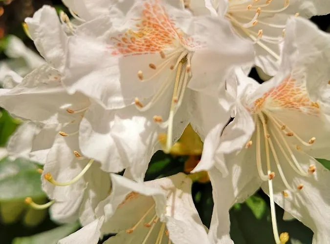 Zur Querensteder Muehle